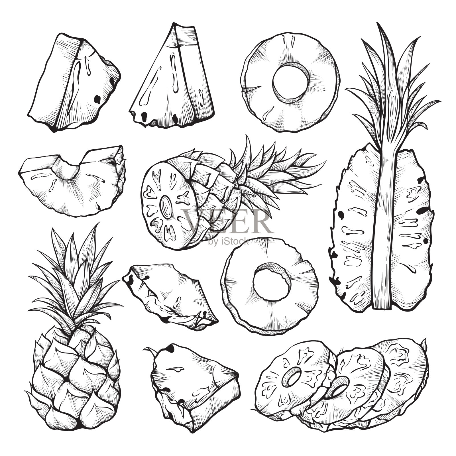 菠萝素描插图，新鲜热带水果切片插画图片素材