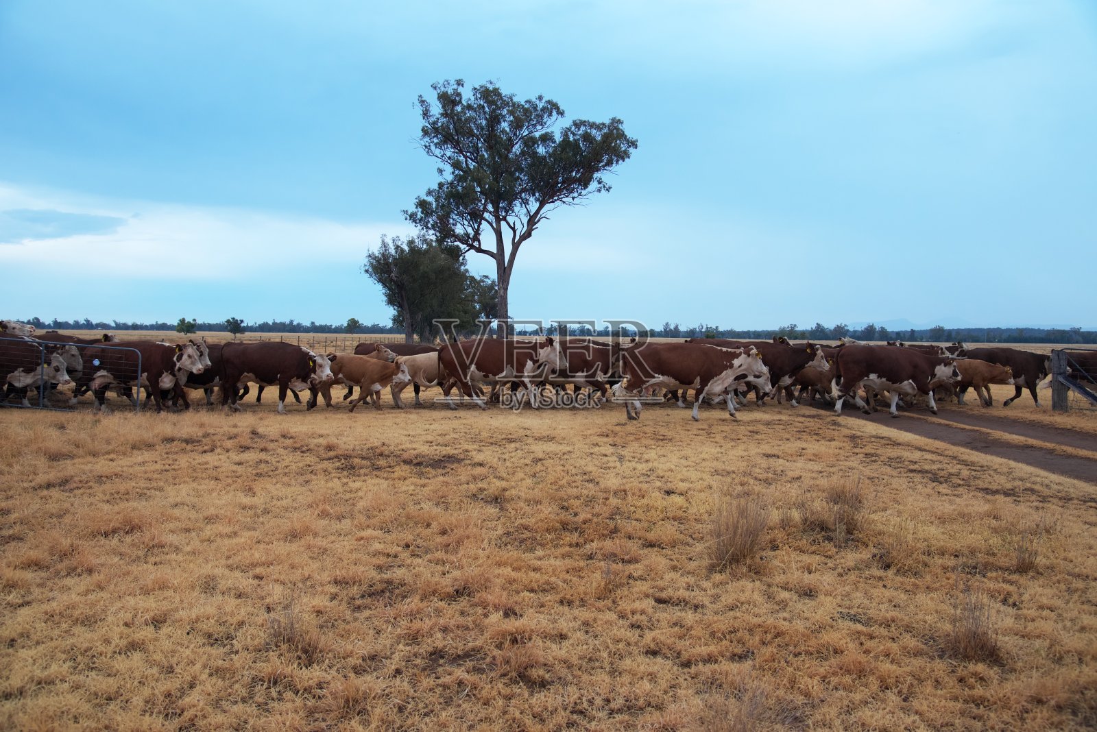 移动牛群-草饲肉牛赫里福德小母牛和小牛照片摄影图片