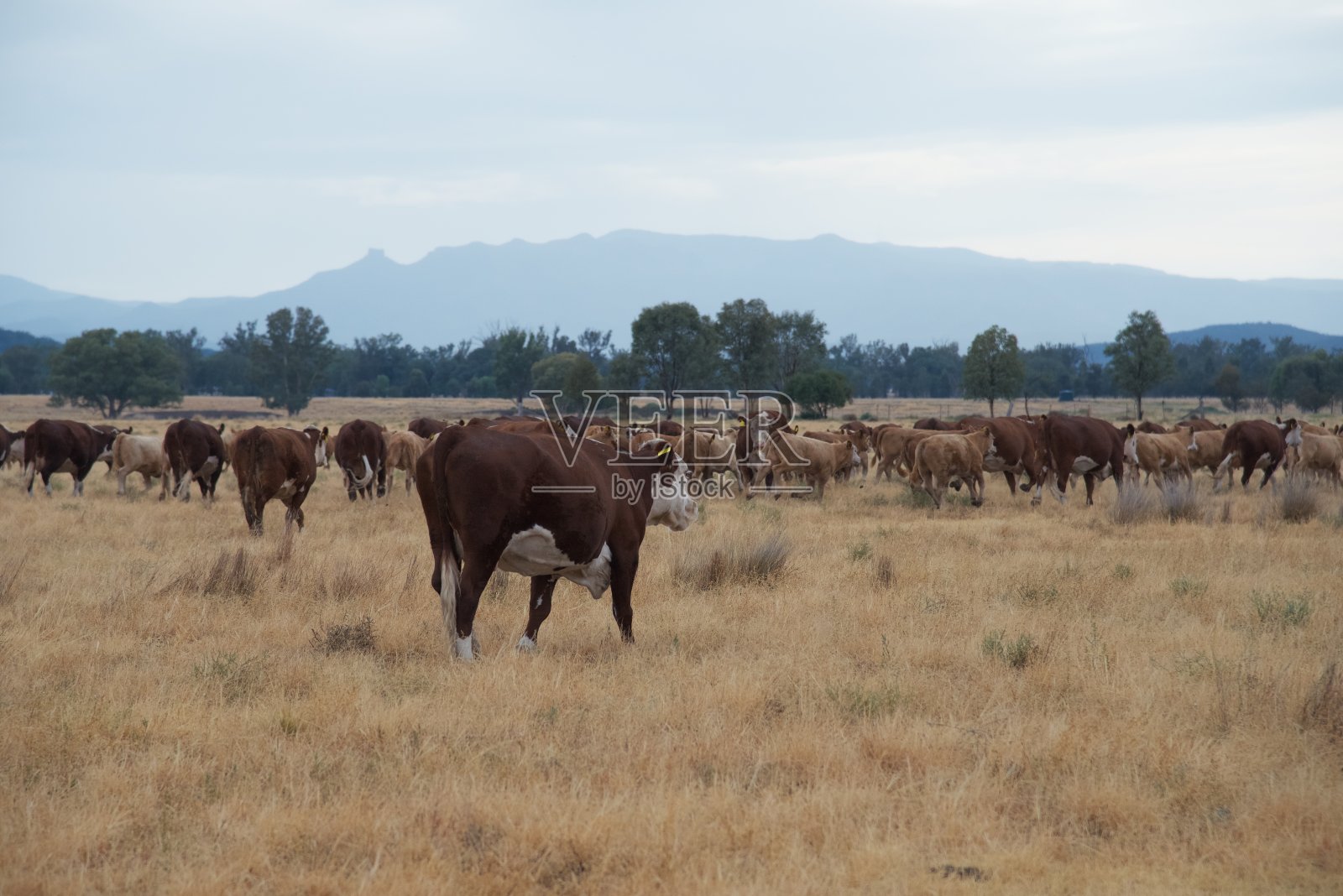 移动牛群-草饲肉牛赫里福德小母牛和小牛照片摄影图片
