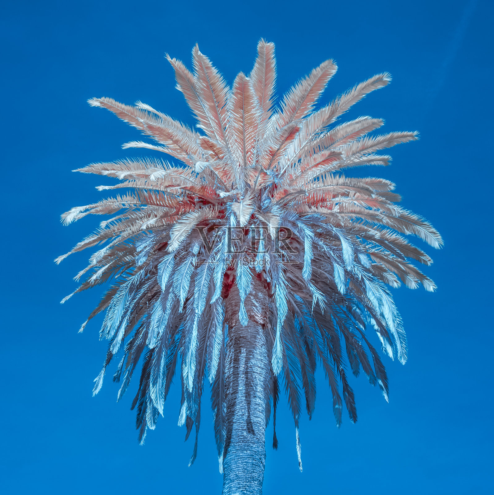 单一棕榈树在红外颜色照片摄影图片