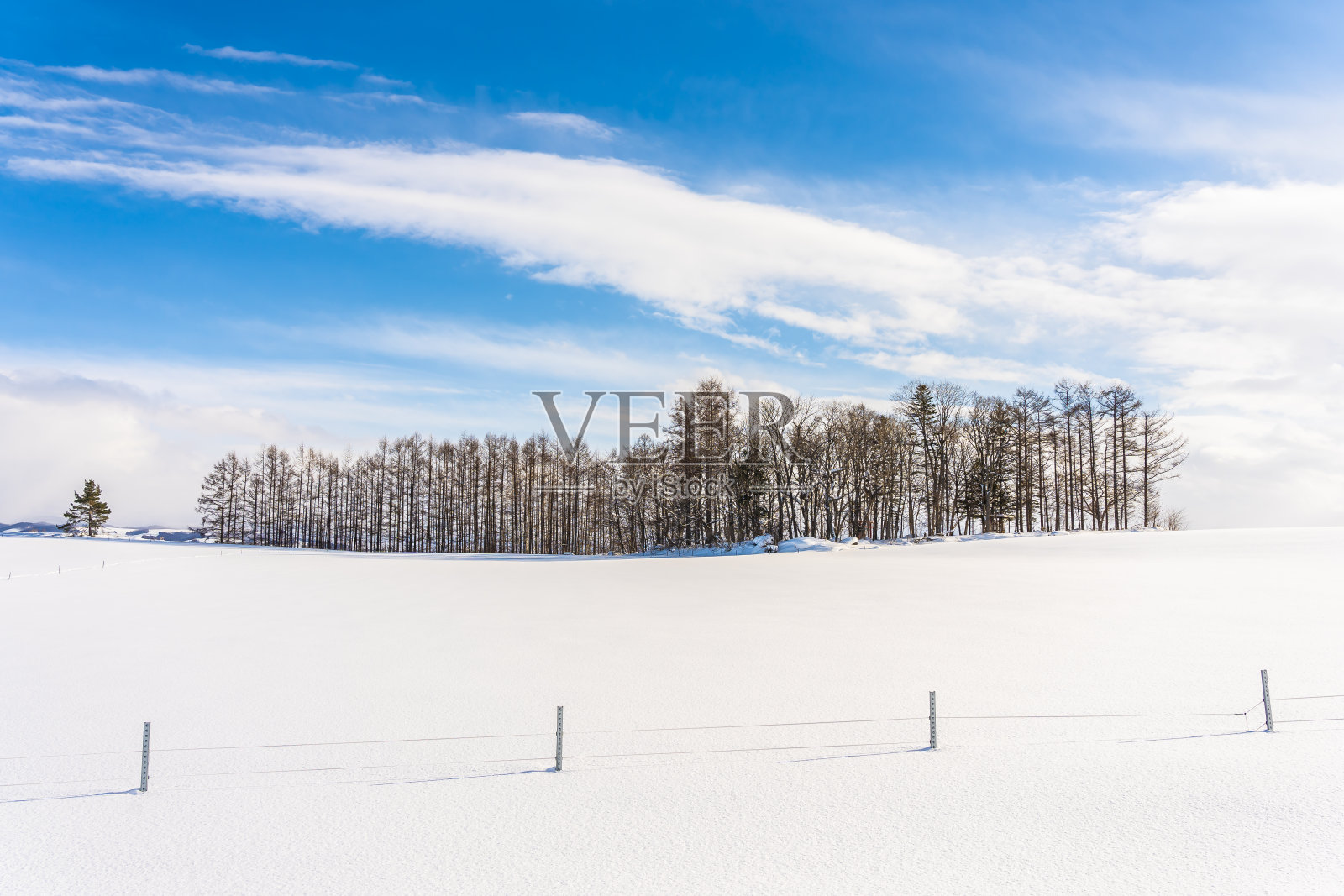 冬雪季节，树枝群的户外自然景观照片摄影图片