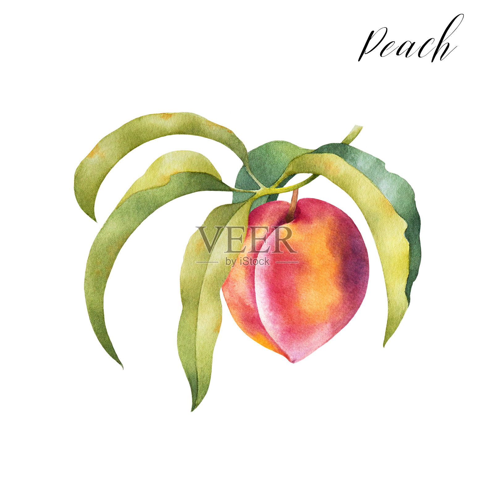 手绘插图上的桃子在树枝与树叶。插画图片素材