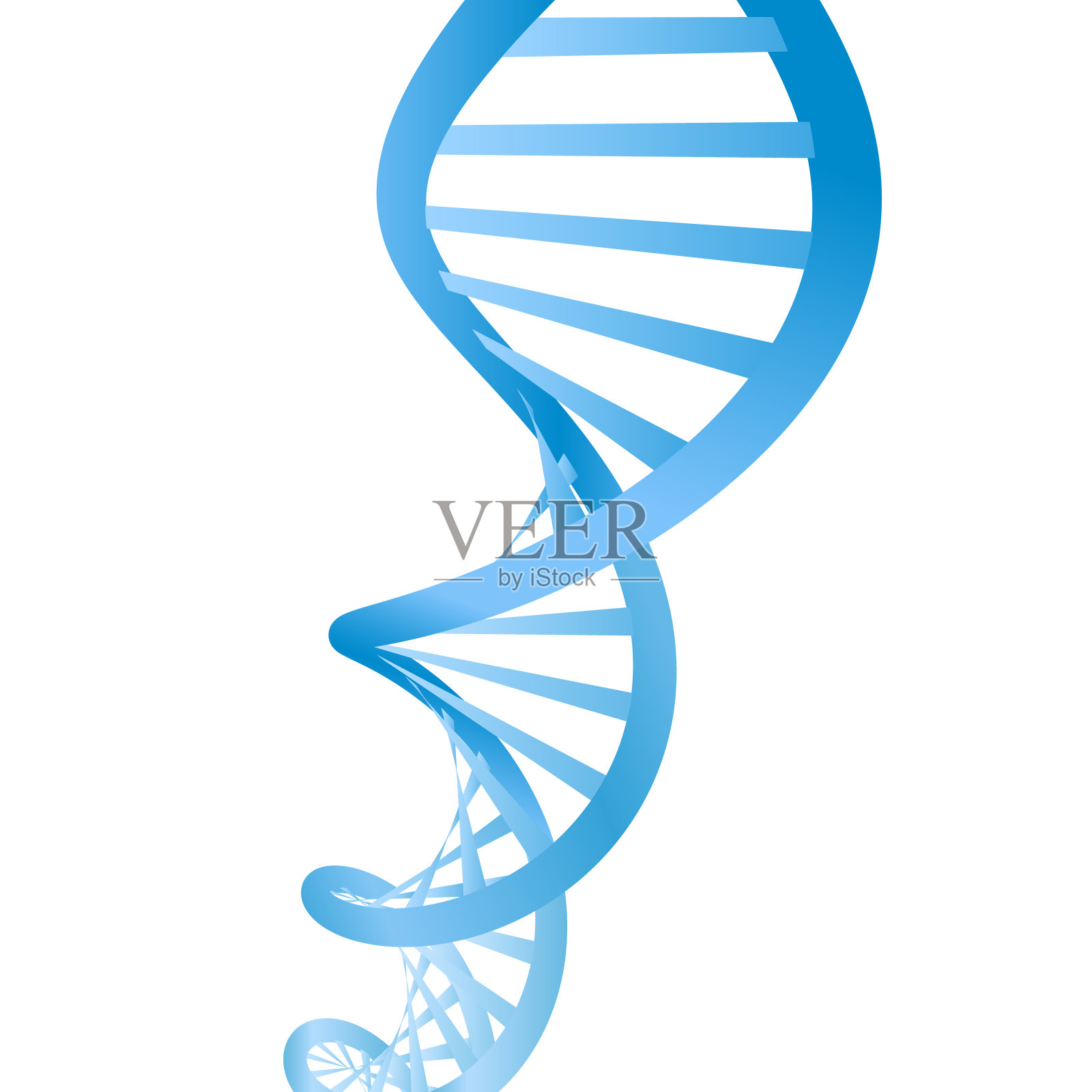 美丽逼真的DNA蓝色双螺旋在白色的背景。插画图片素材