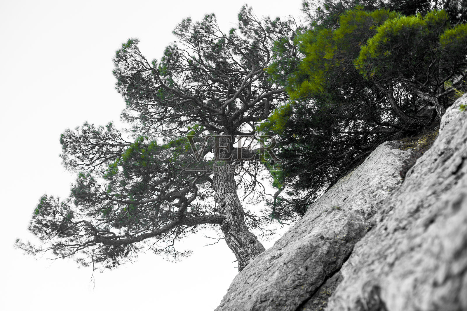孤独的树生长在落基山脉中，象征着艰苦的生存条件下的忍耐力和生命力。树像盆景照片摄影图片