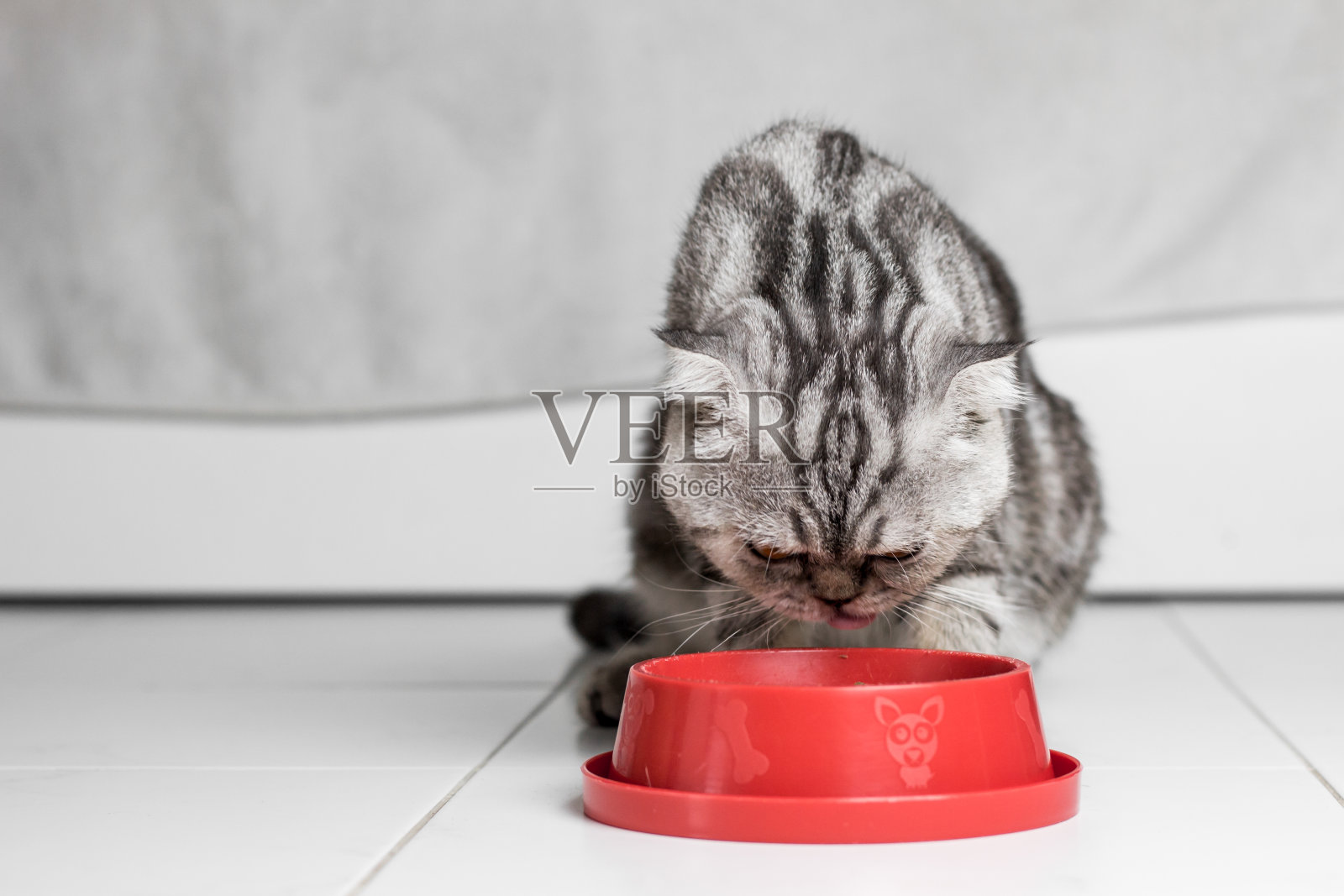 猫吃食物在食物托盘红色。照片摄影图片
