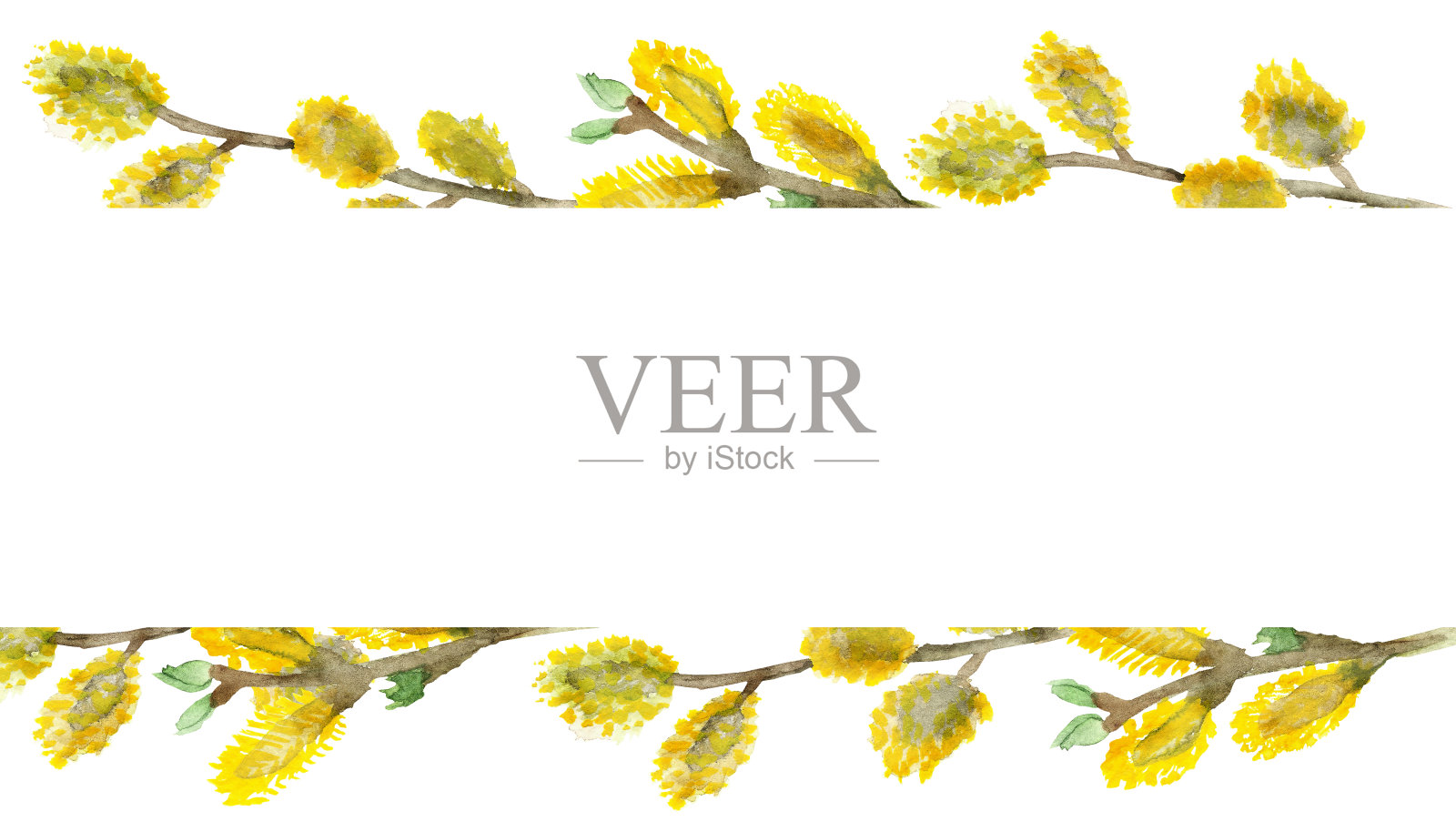 水彩柳枝上白色的背景为美丽的设计，柳树为复活节插画图片素材
