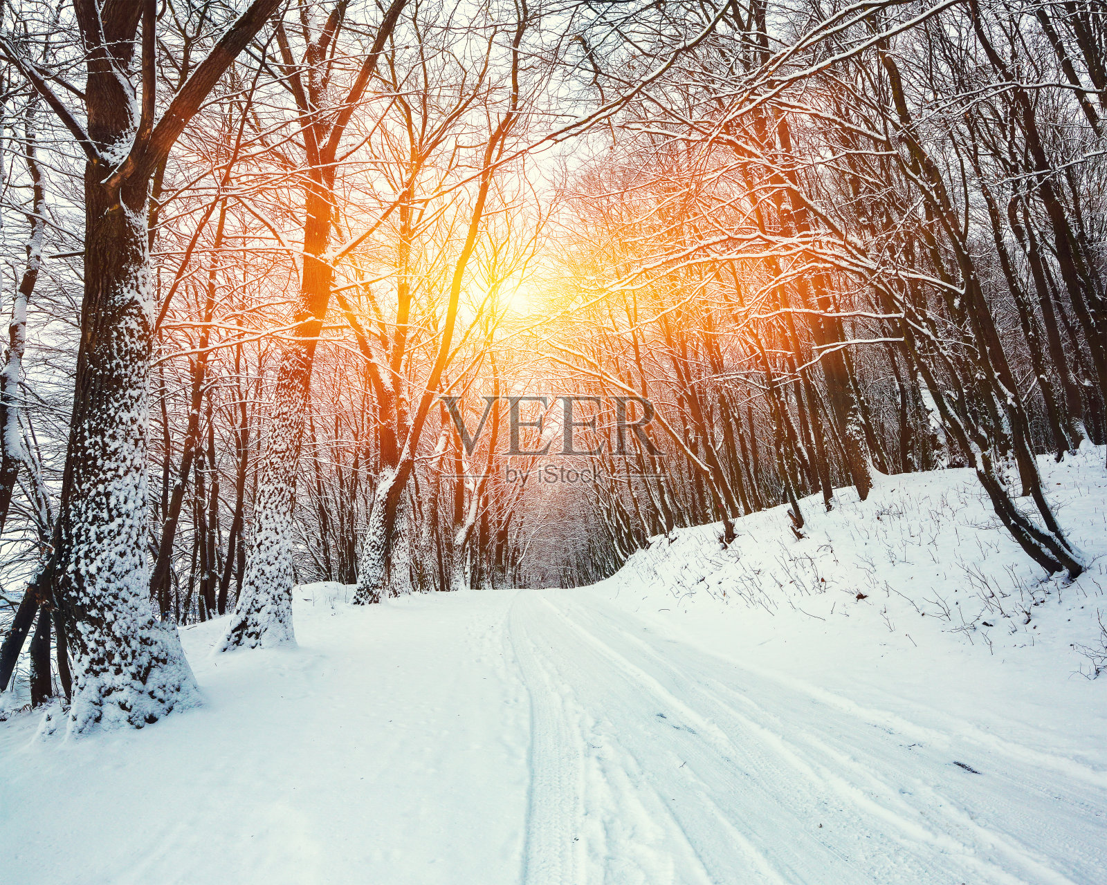 森林里冬日的路上一片寂静照片摄影图片