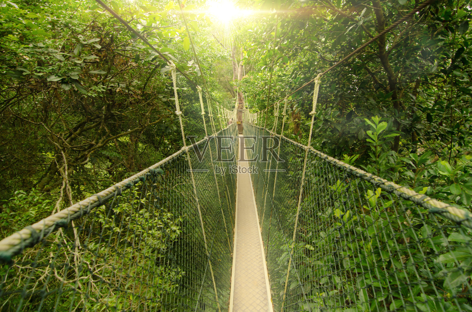 马来西亚国家公园的树冠桥照片摄影图片