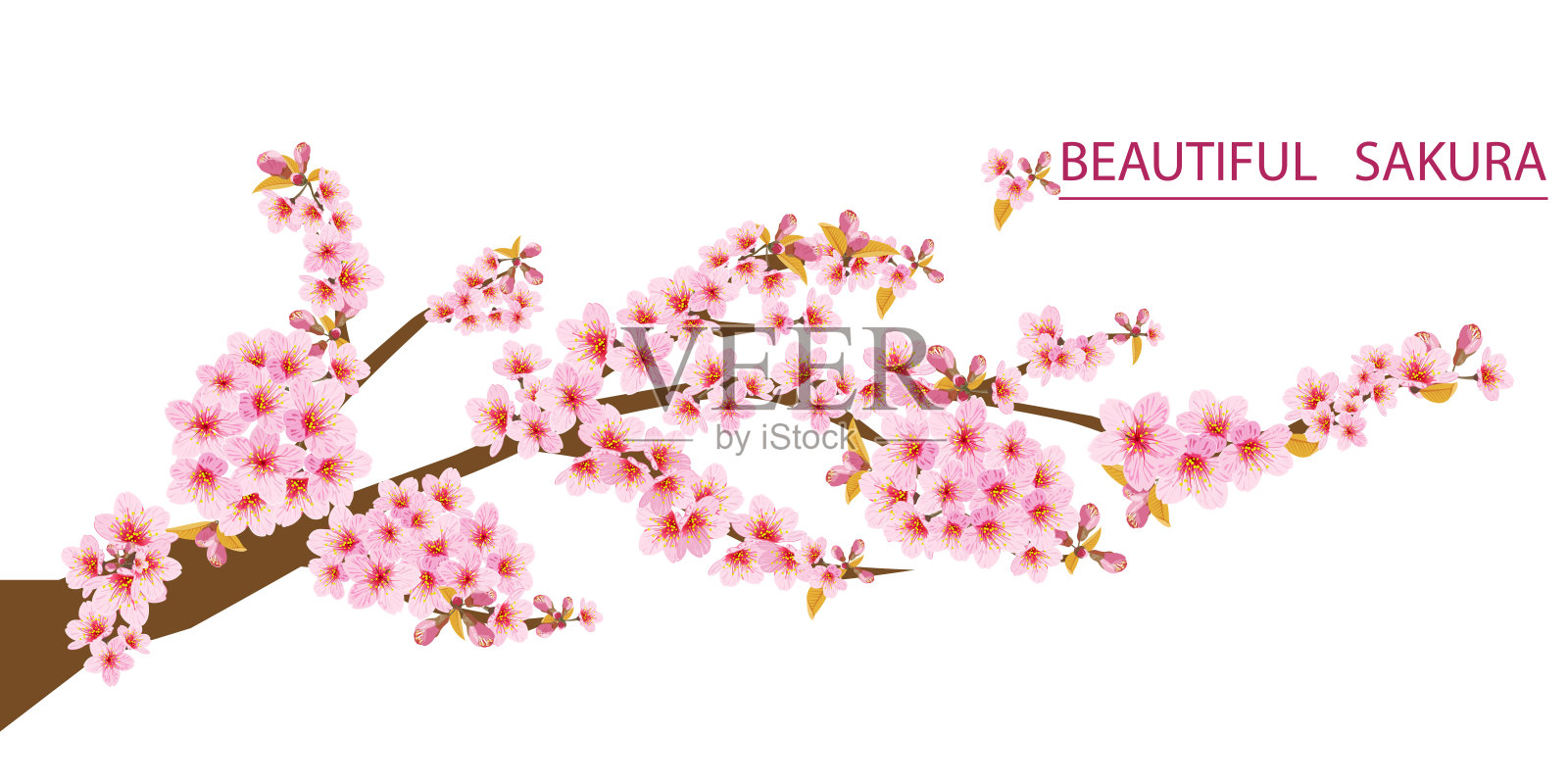 矢樱或美丽的樱花花与广告框架插画图片素材