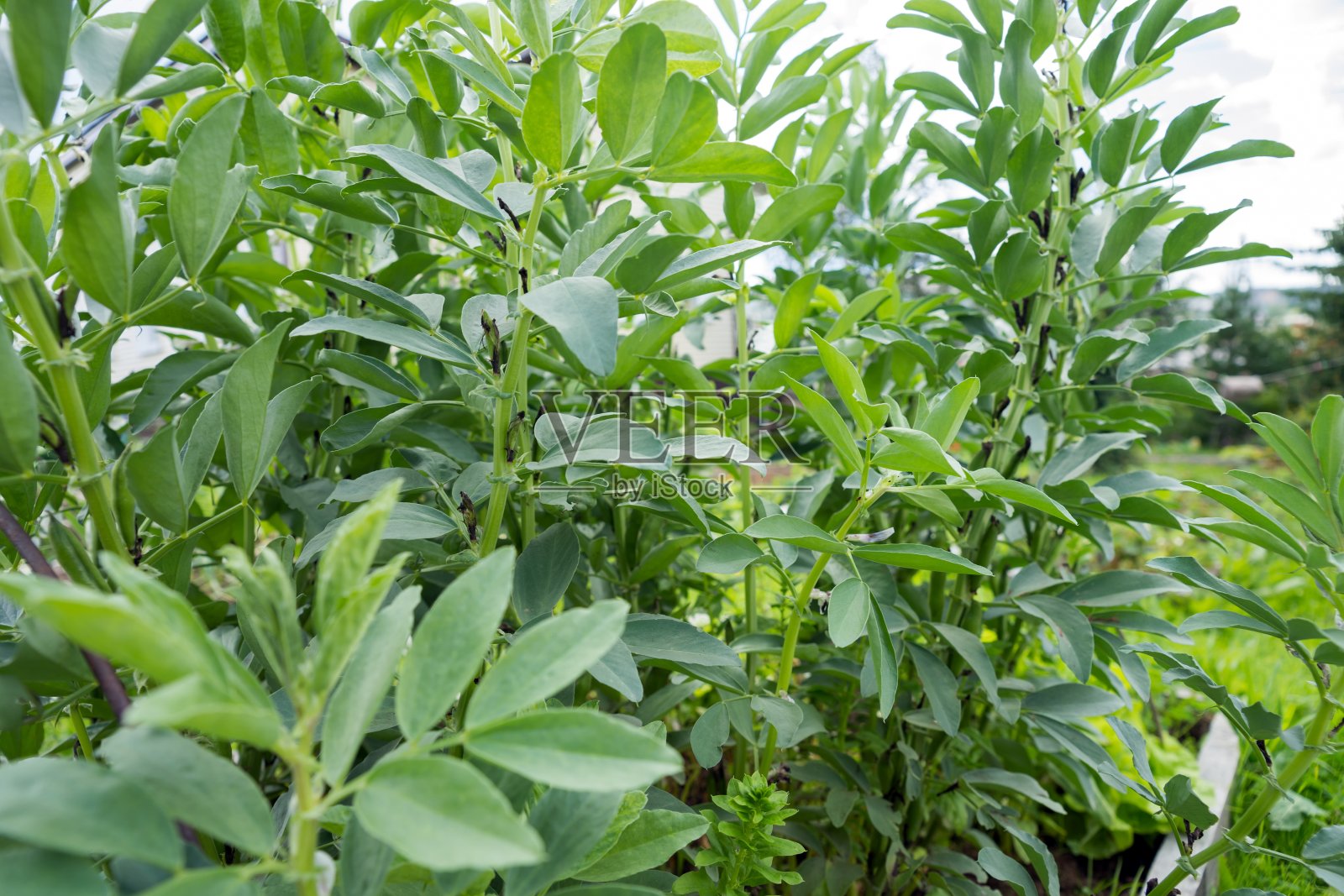 蔬菜植物俄罗斯黑豆生长在菜园期间的植被。照片摄影图片