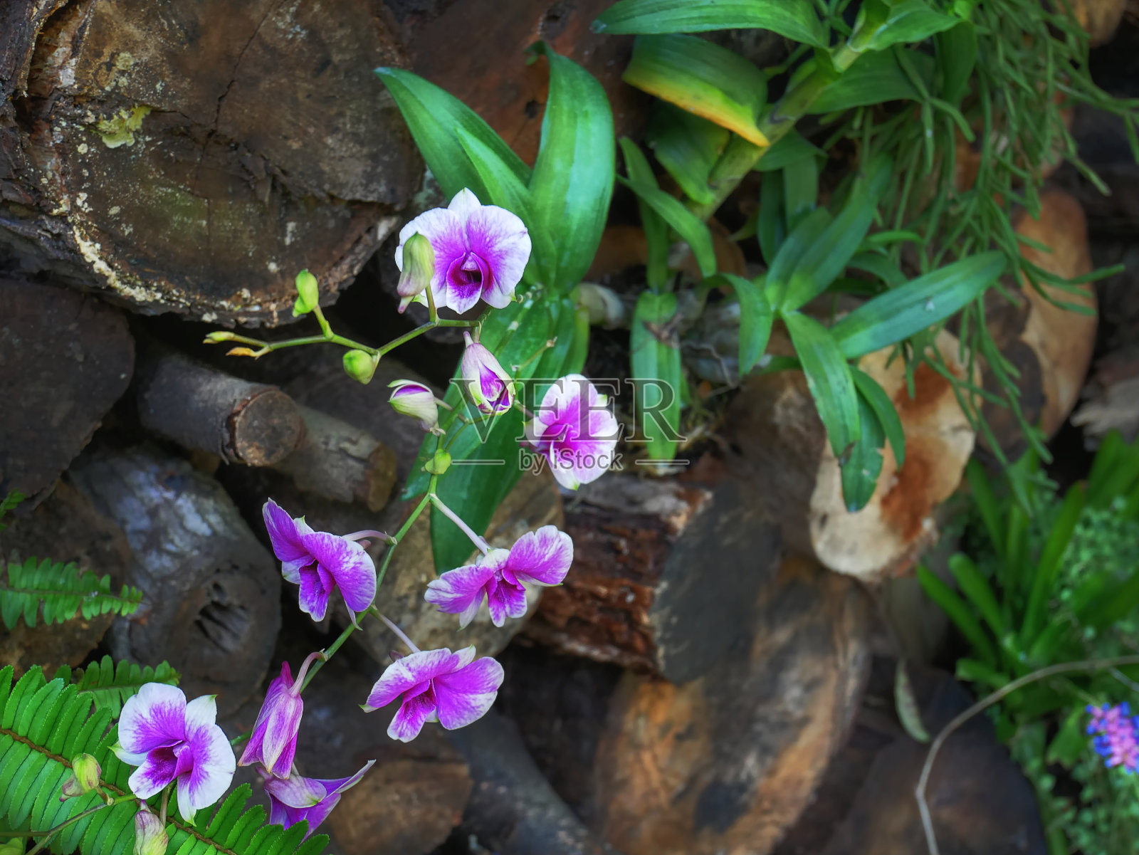 高角度的白紫兰花花照片摄影图片