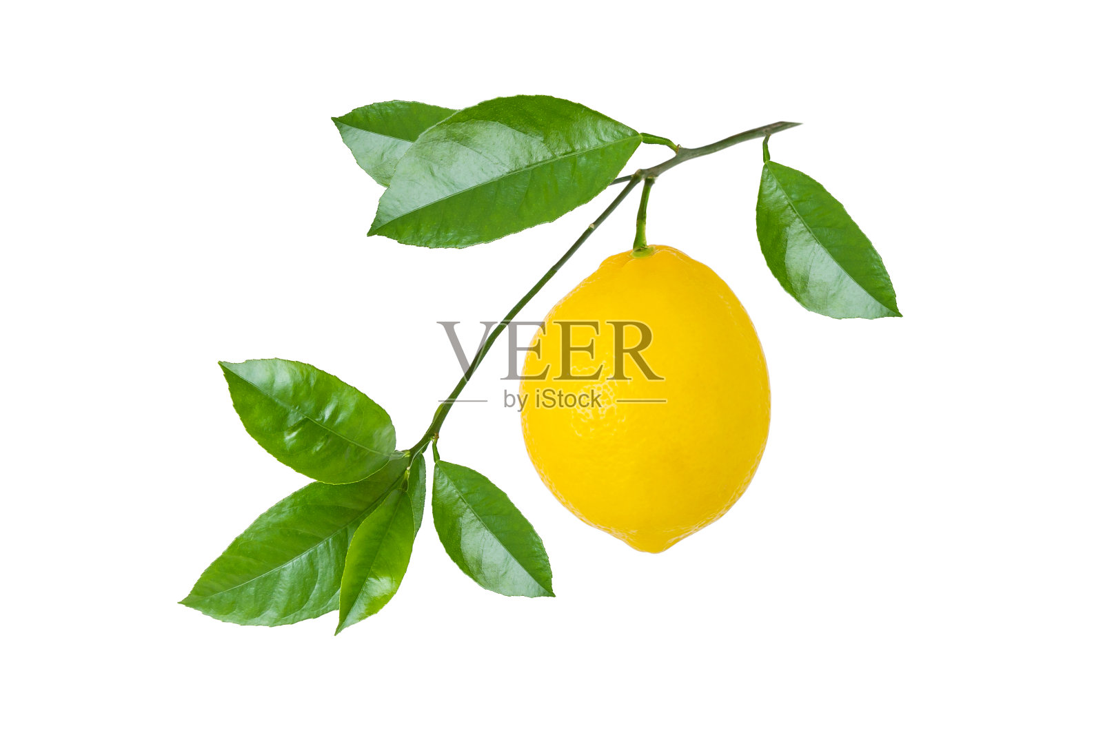 成熟的柠檬果实在枝上，绿叶孤立在白色背景上照片摄影图片