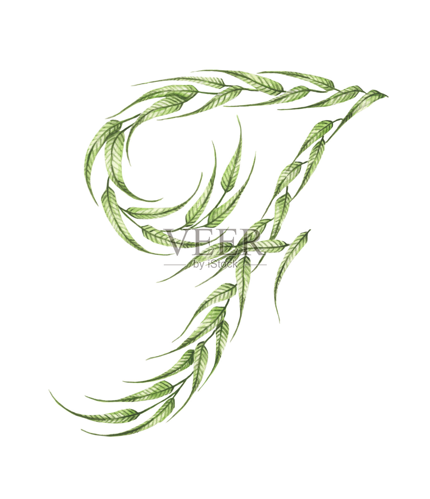 字母F，孤立在白色背景上的绿叶组成的字母。水彩插图。插画图片素材