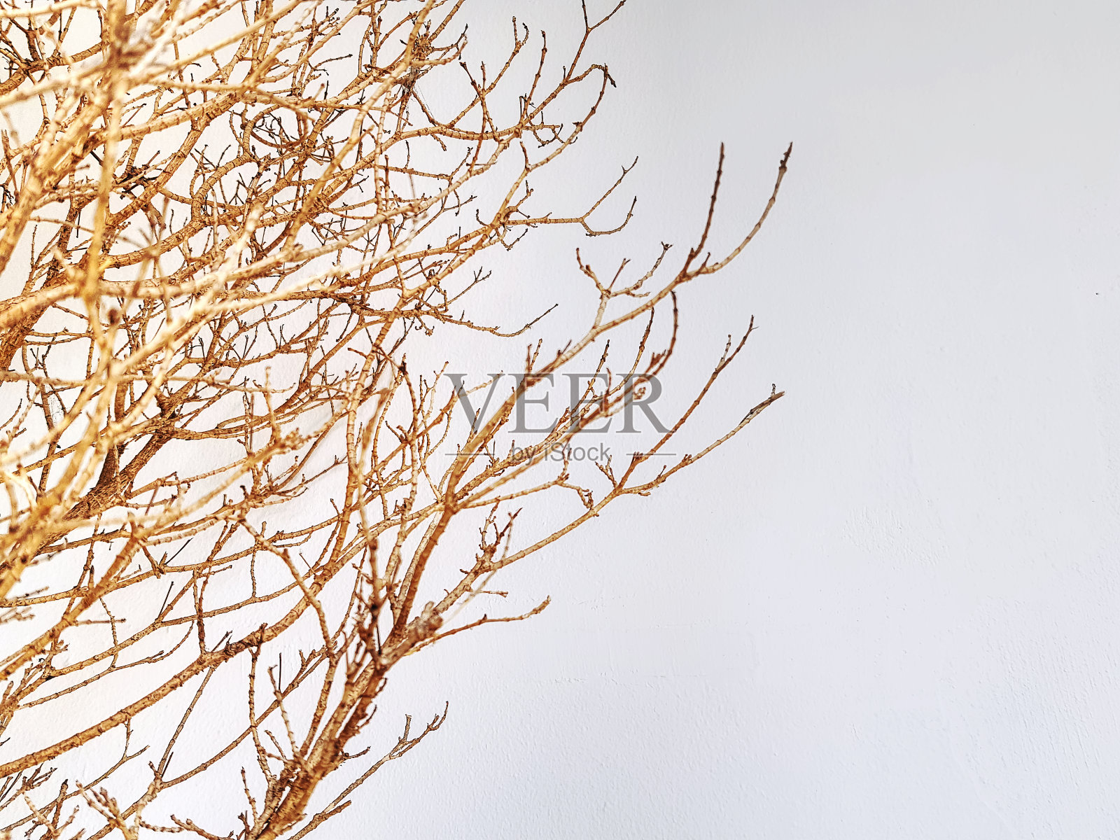 干燥的光秃秃的树枝通过白色墙与选择性焦点照片摄影图片