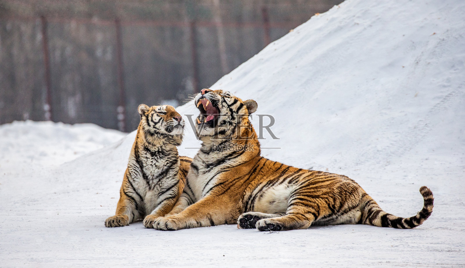 两只西伯利亚虎(东北虎)在一片白雪皑皑的林间空地上挨着躺着。中国哈尔滨。牡丹江市。Hengdaohezi公园。西伯利亚虎公园。冬天。艰难的霜。照片摄影图片