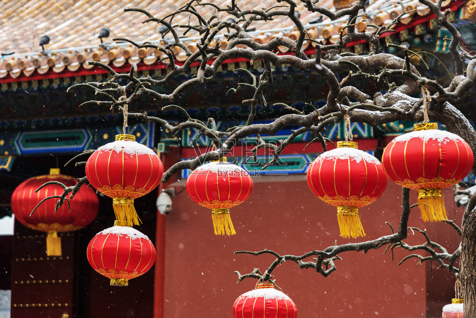 红色的中国灯笼挂在树枝上照片摄影图片