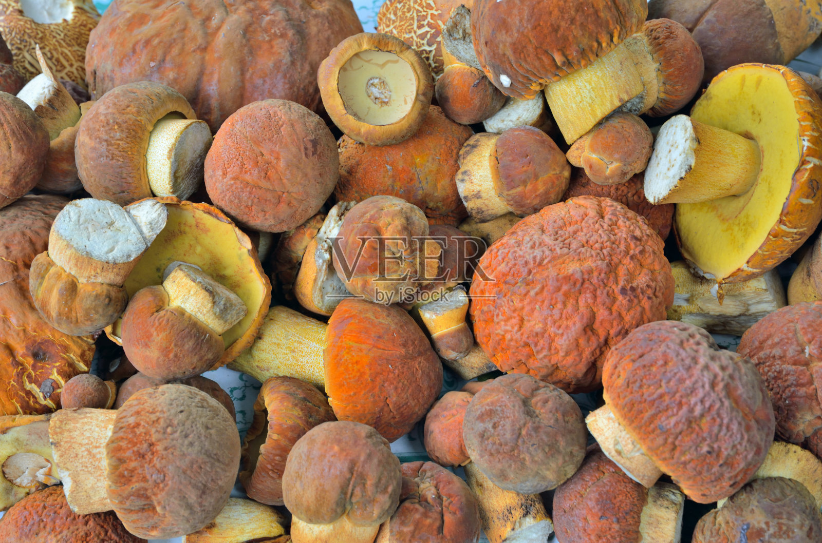 蘑菇 （乳酸四分位） 10照片摄影图片