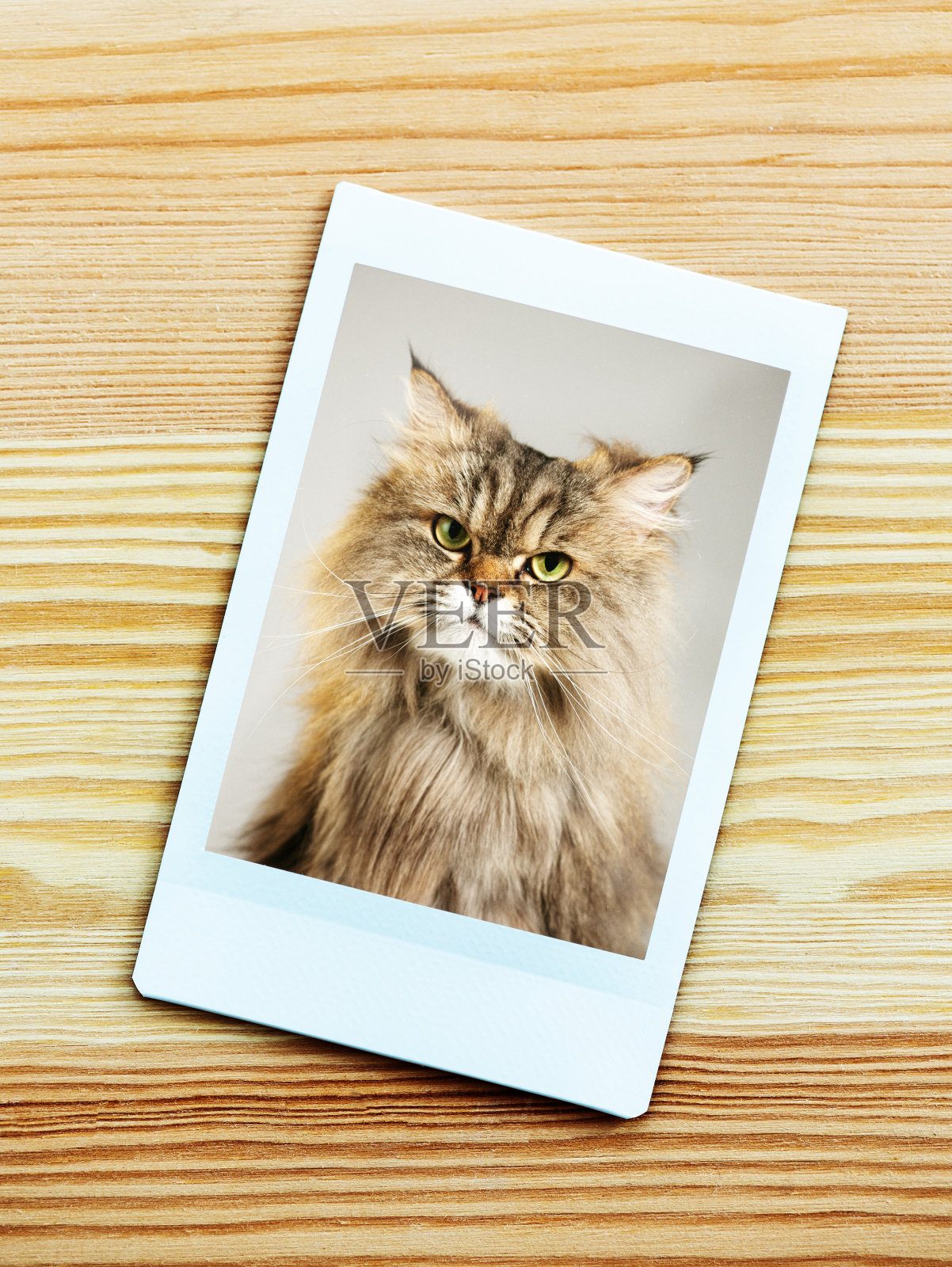 即时相机肖像的波斯猫看着相机照片摄影图片