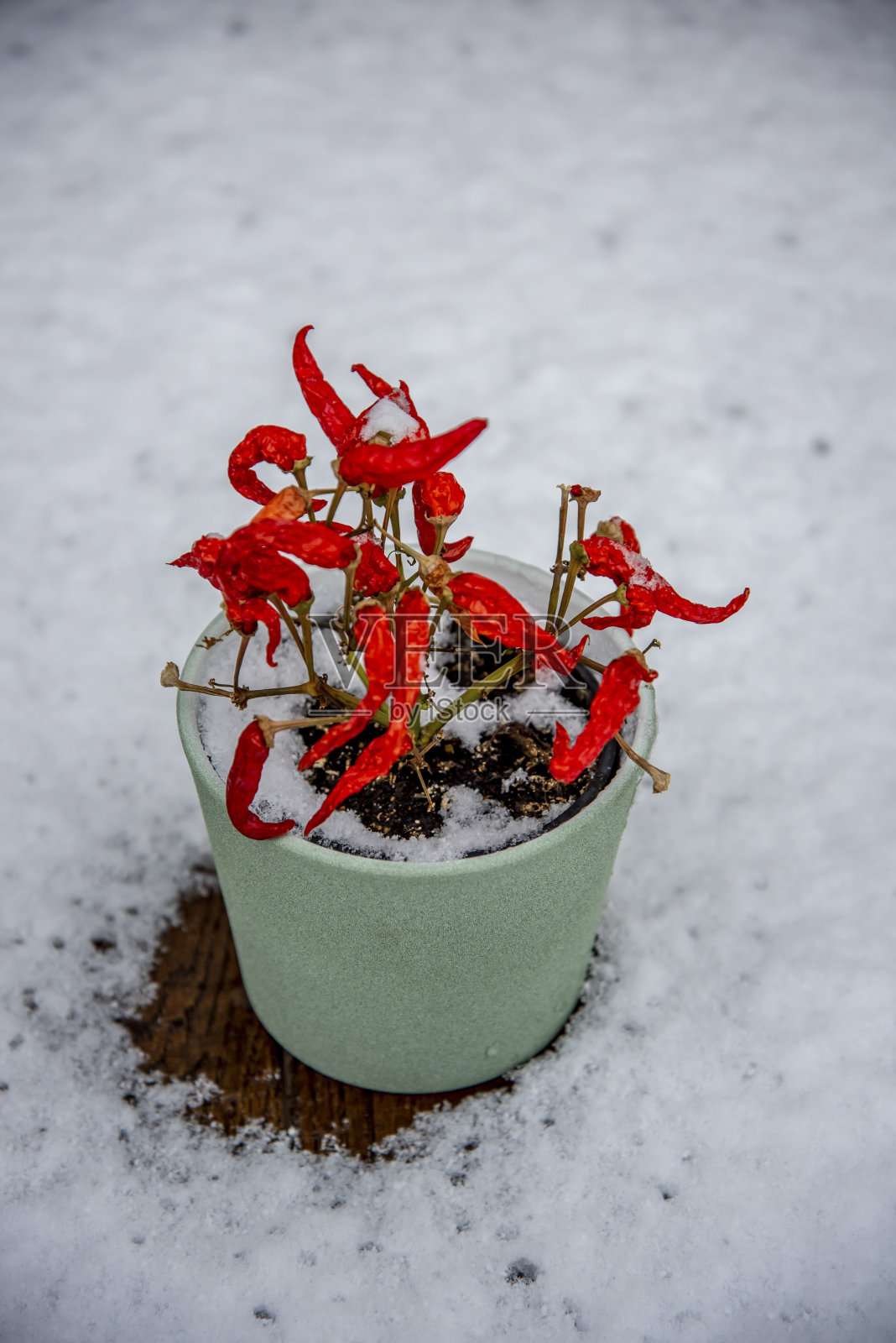 雪中的德累斯顿咖啡桌上种植着辣椒。照片摄影图片