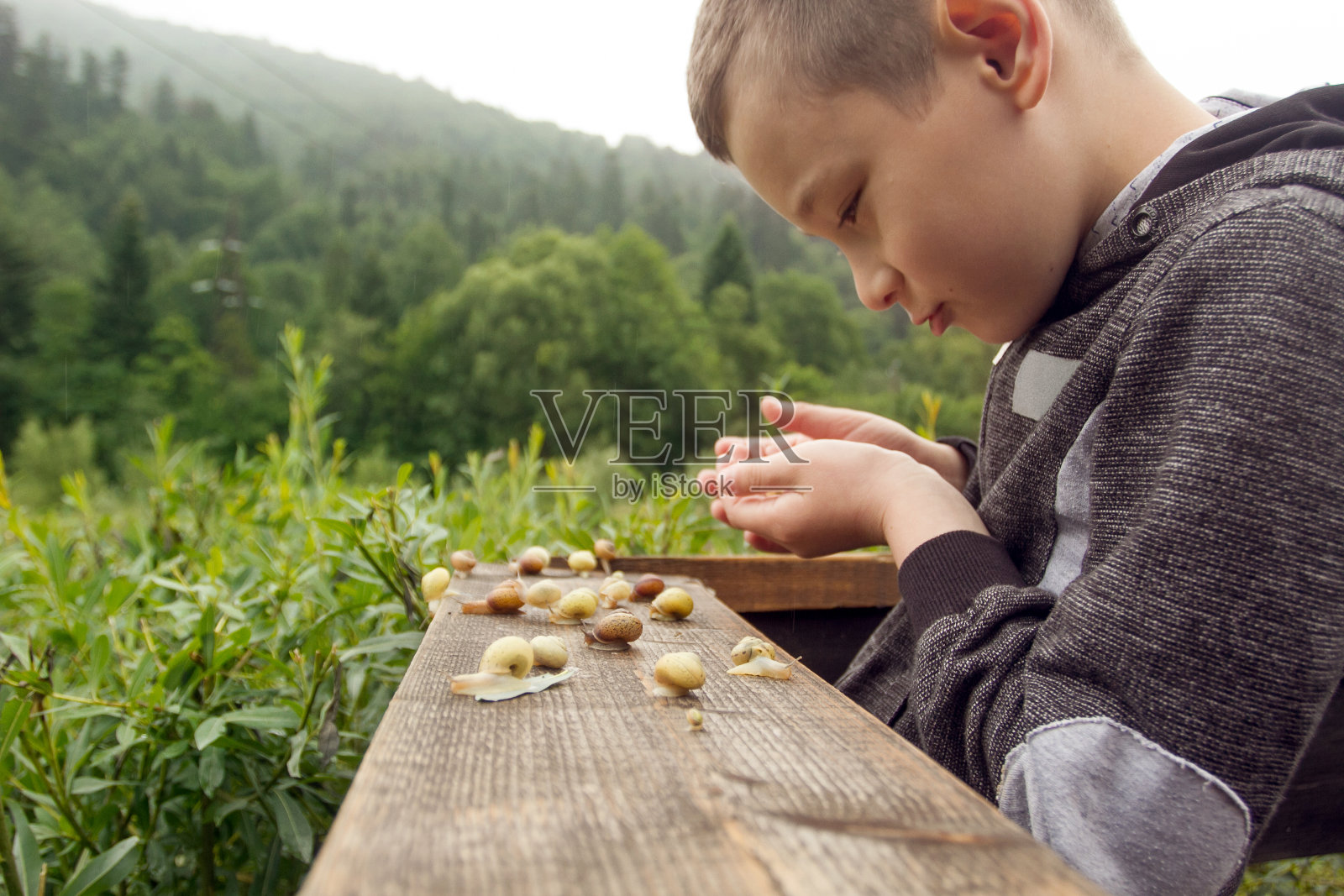 《快乐的男孩》和《木板上的蜗牛》。大自然中蜗牛的野生生活。男孩发现自然照片摄影图片