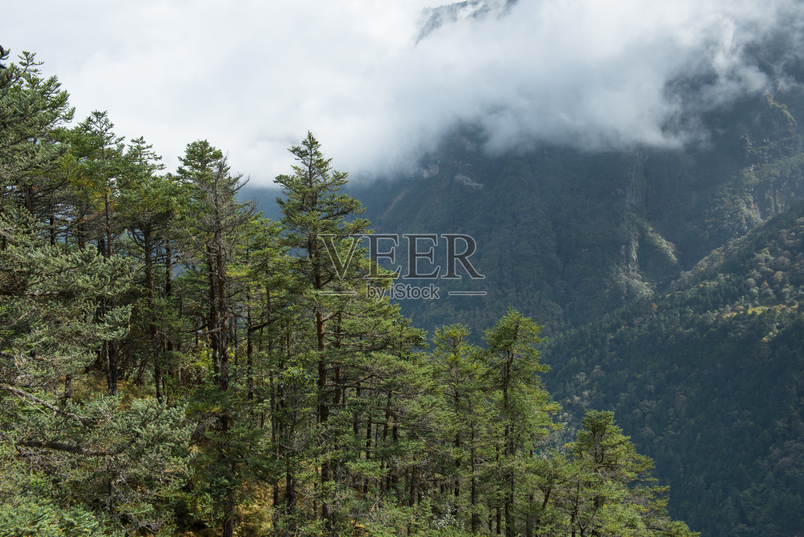 景观周围的绿色森林。萨加玛塔(珠穆朗玛峰)国家公园，尼泊尔。照片摄影图片