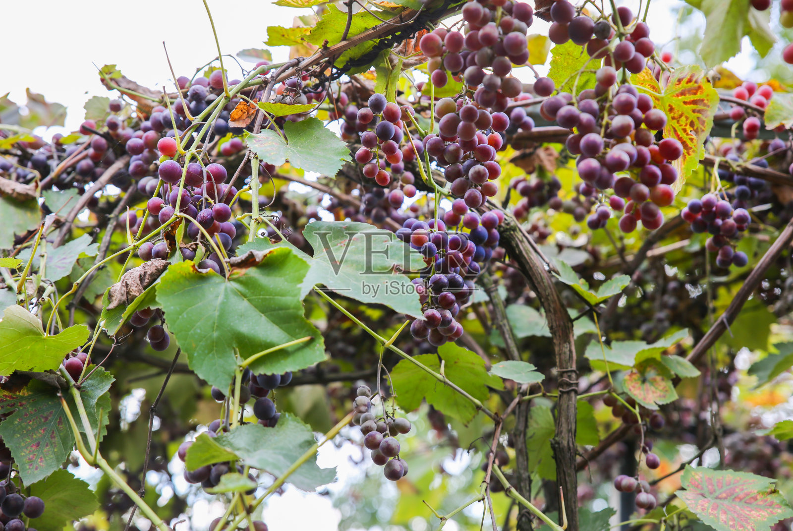 房子附近的紫熟葡萄。酿酒。农场院子里的秋日。收获时间。纯素食者的生态水果。阳光下的黄叶。照片摄影图片