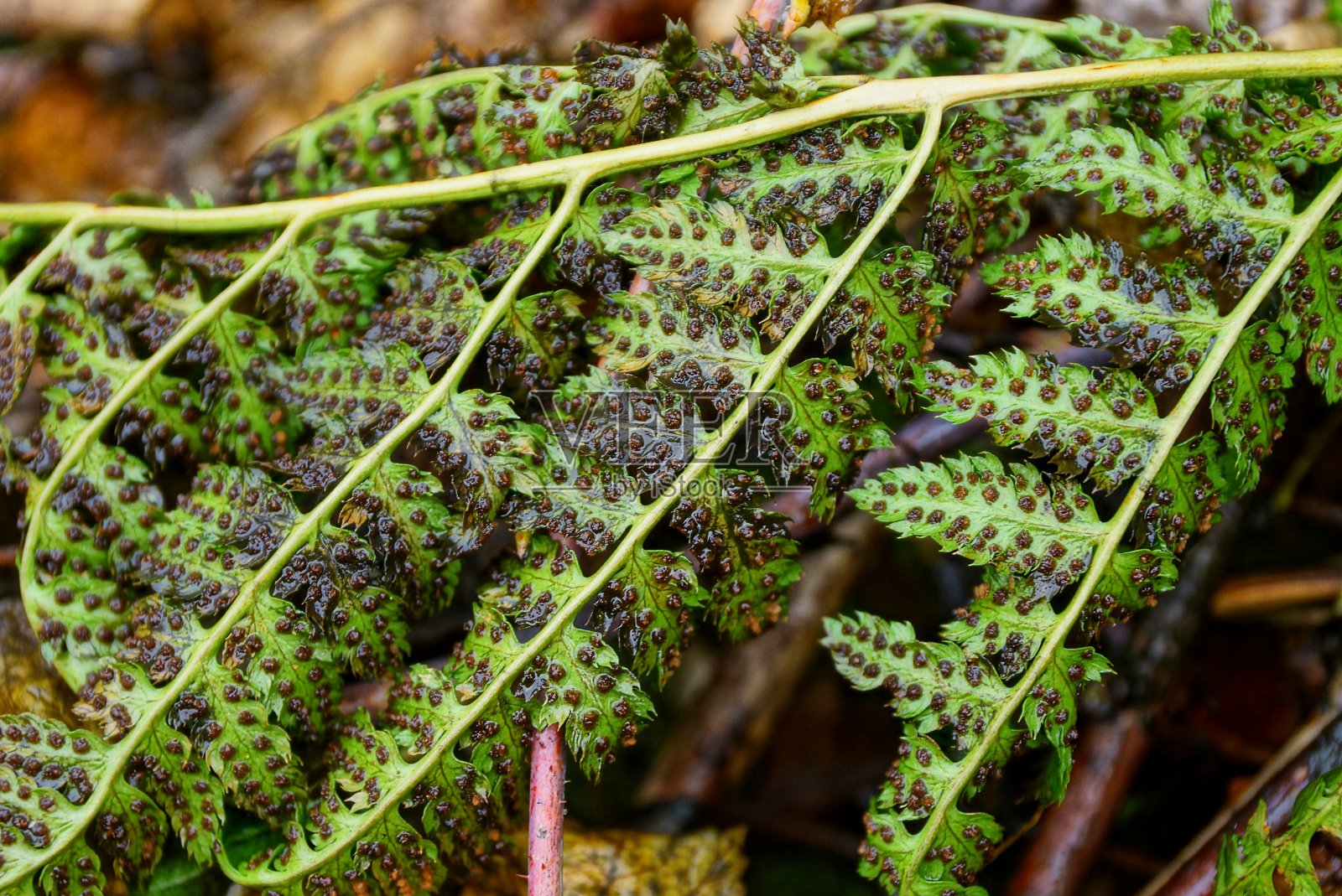 自然界中野生蕨类绿色潮湿的叶子照片摄影图片