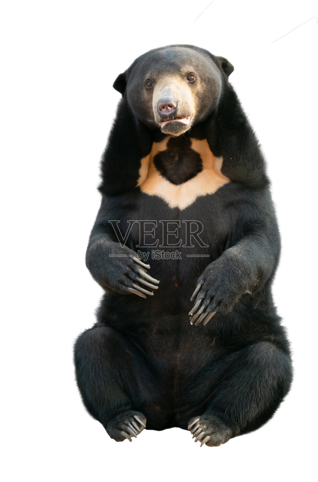 马来熊孤立在白色背景照片摄影图片
