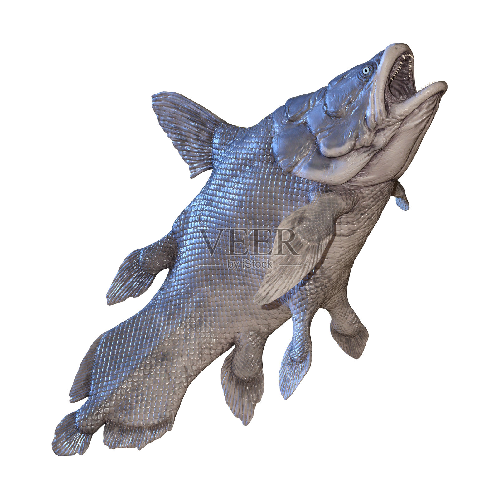 3D插图毛索尼鱼在白色照片摄影图片