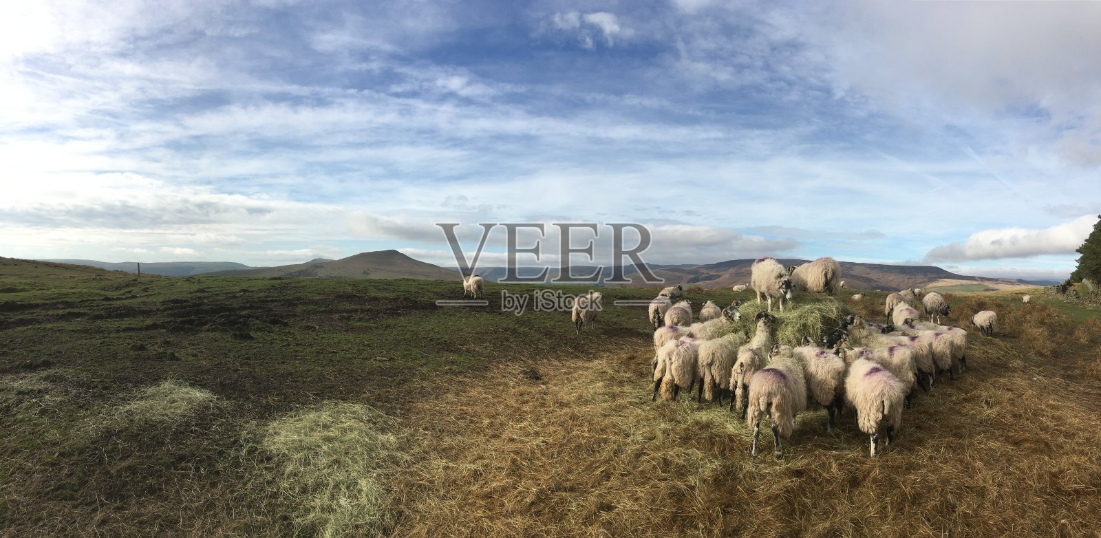 羊吃干草，峰区照片摄影图片