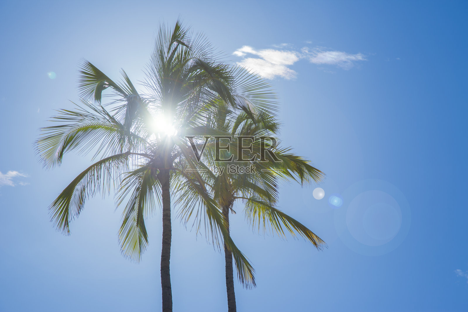 蓝天上的棕榈树照片摄影图片