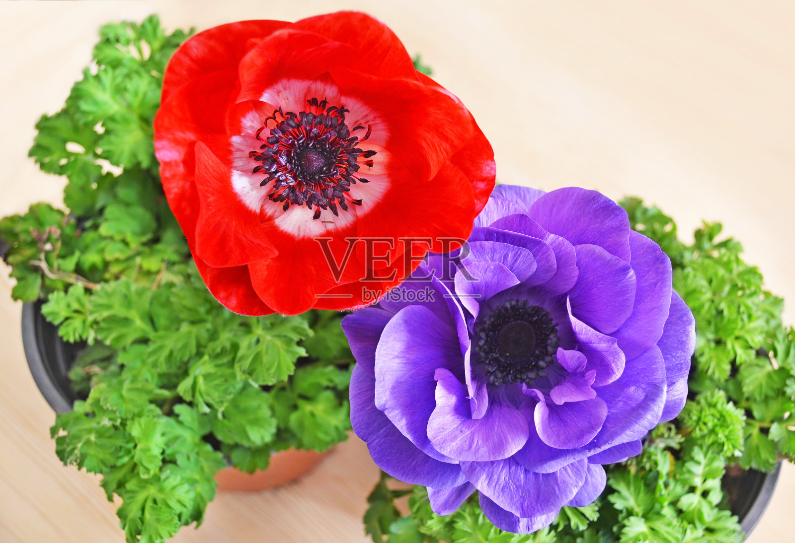 花盆中盛开的红色和紫色的海葵照片摄影图片