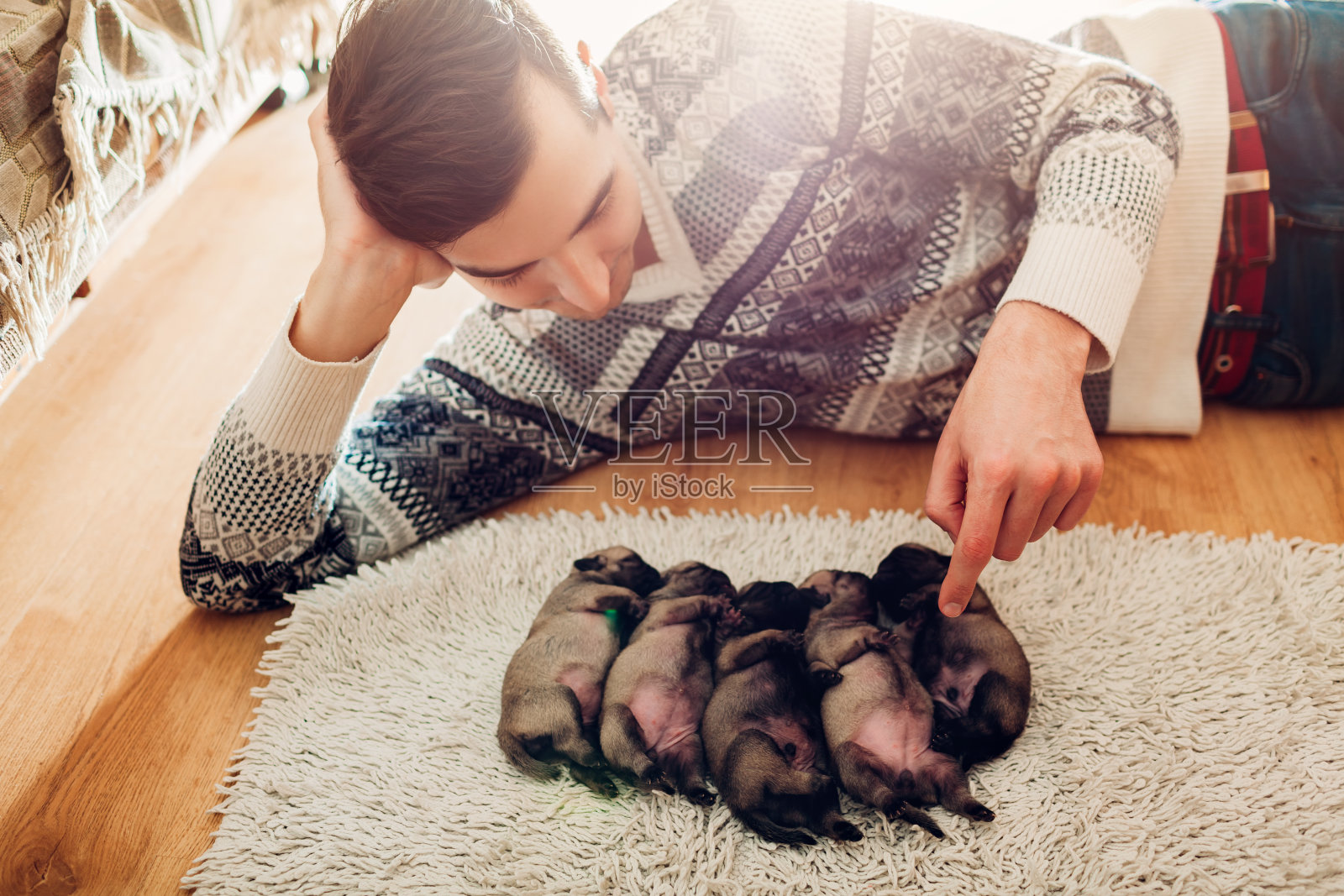 一名男子正在数家里地毯上睡着的五只小哈巴狗。小狗们一起躺在他们的背上照片摄影图片