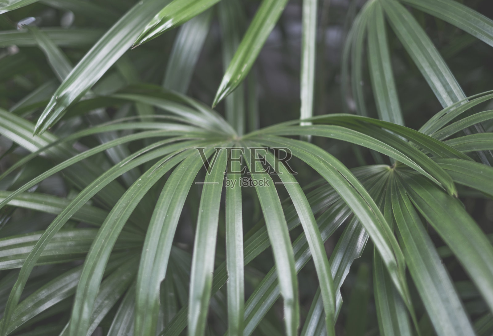 热带绿叶背景。自然，计划和新鲜的概念照片摄影图片