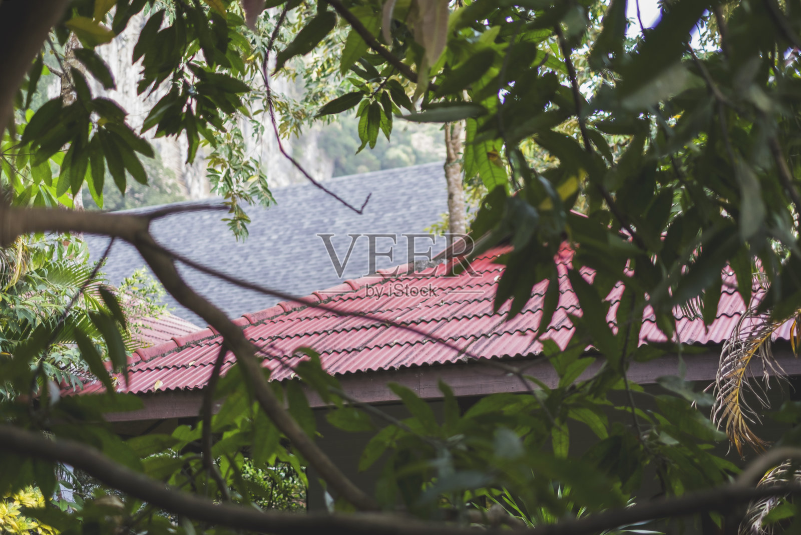 透过树木观赏东南亚的红色屋顶照片摄影图片