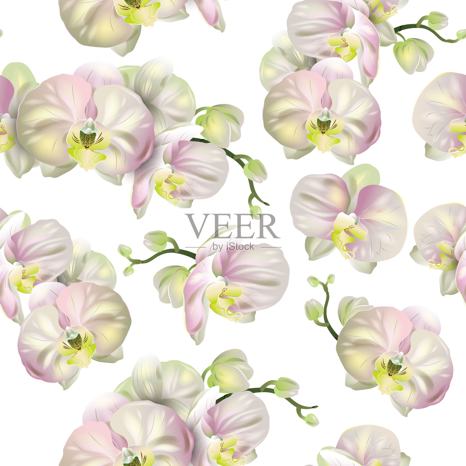 矢量植物无缝图案与兰花花在白色。插画图片素材