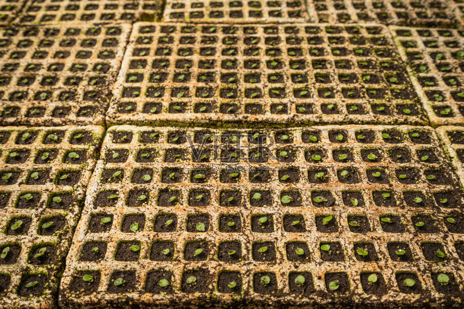 有机蔬菜幼苗，植物幼苗生长在肥沃的土壤与肥料，全球变暖的概念。照片摄影图片