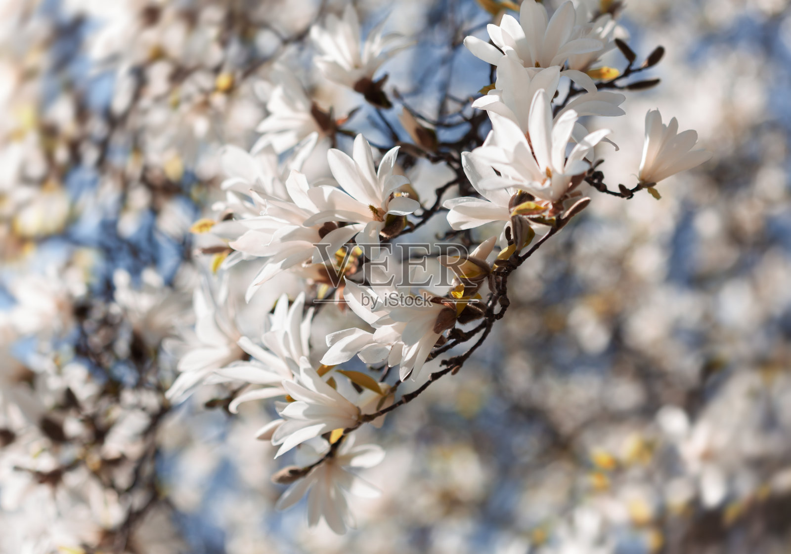 盛开的木兰树照片摄影图片
