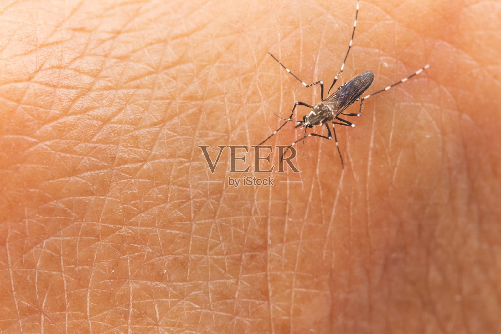 埃及伊蚊或黄热病蚊子在皮肤上吸血，宏观特写显示它的腿上有标记，胸部上表面有一个竖琴形状的标记照片摄影图片