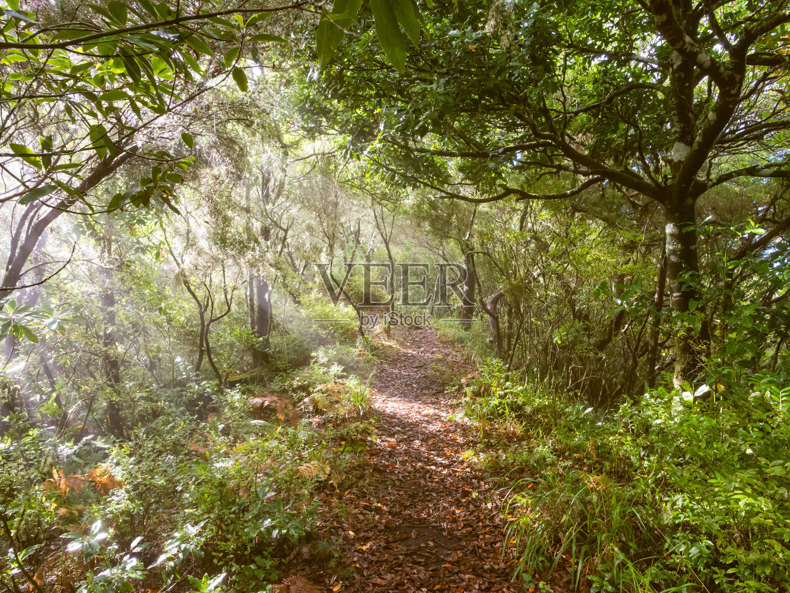 葡萄牙马德拉岛森林中的小路照片摄影图片