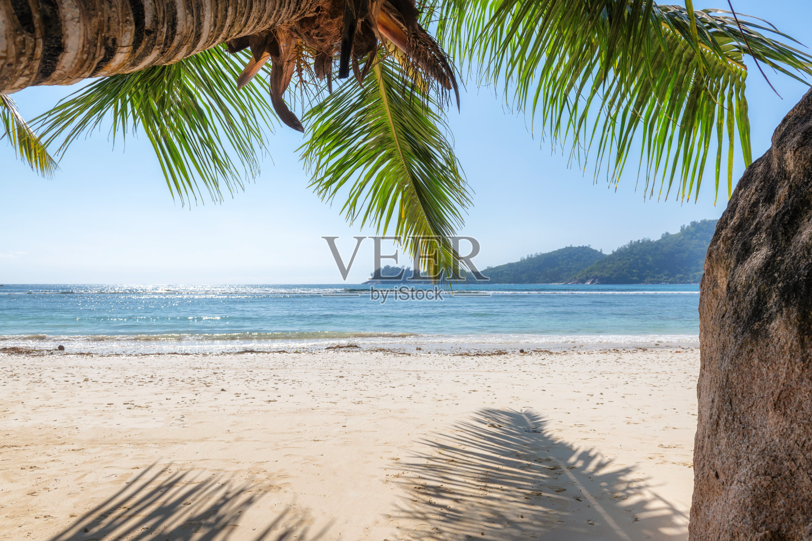 热带海滩上的椰子树照片摄影图片