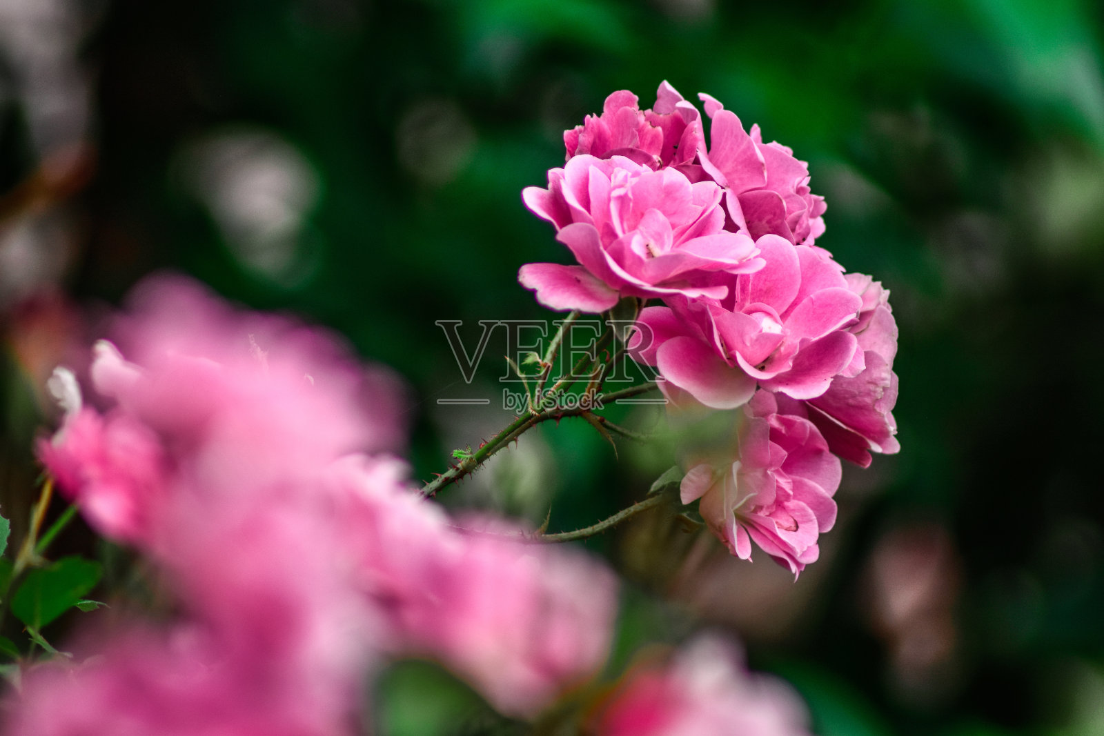 粉色花朵蓬勃发展照片摄影图片