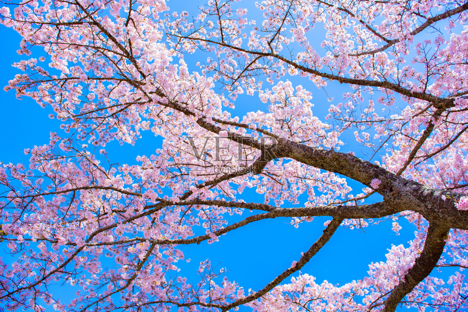 日本的樱花。春天，花园里盛开的樱花。照片摄影图片