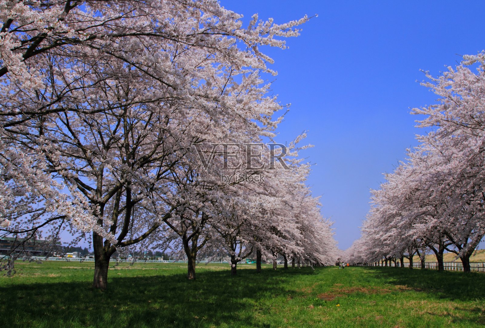 春天的樱花树照片摄影图片