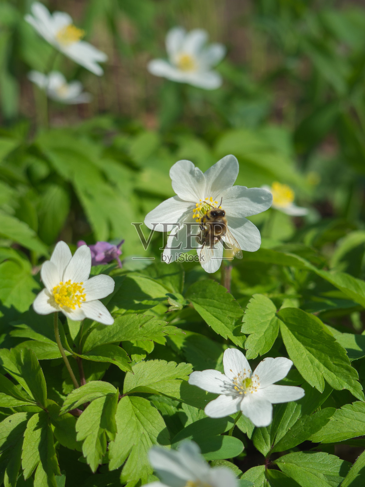 蜜蜂和盛开的银莲花在Litovelske pomoravi，捷克照片摄影图片