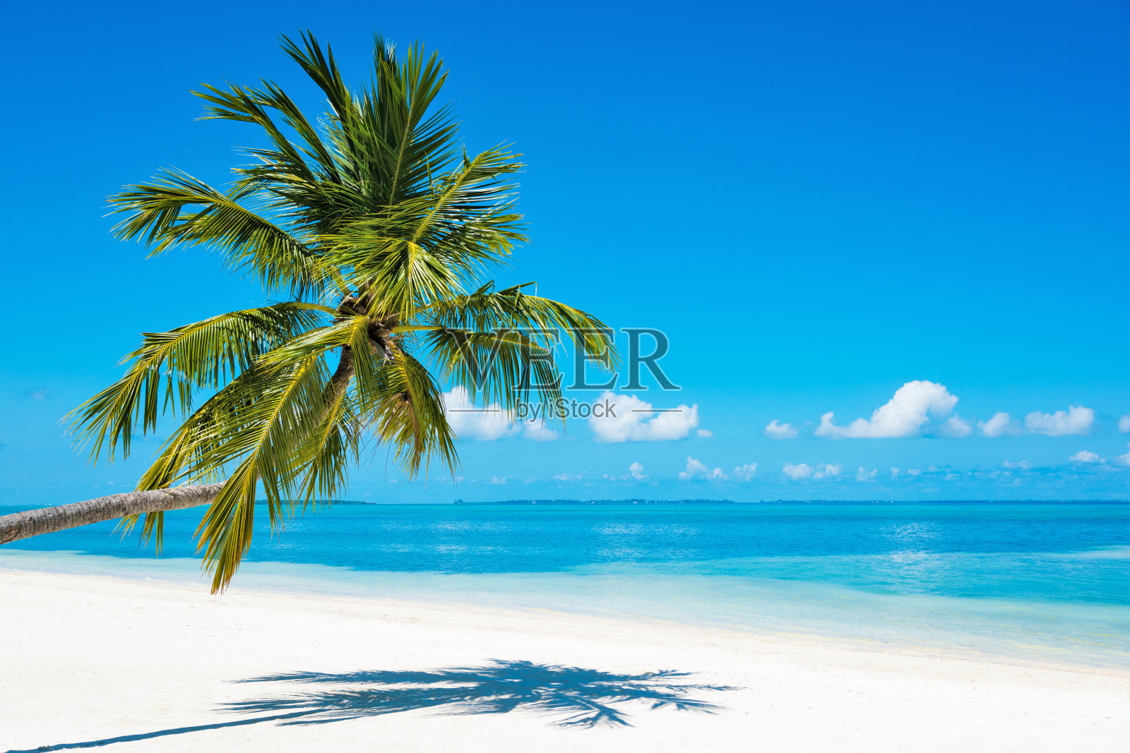 在马尔代夫的热带天堂海滩上的一棵棕榈树，Herathera岛照片摄影图片