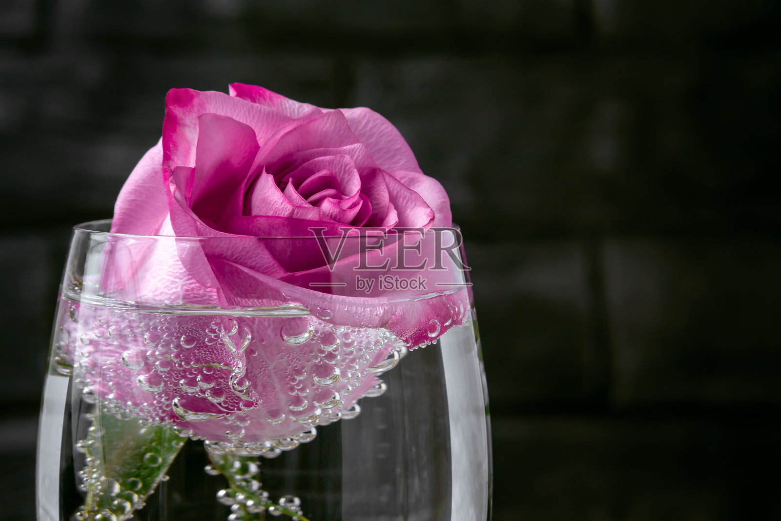 玫瑰放在一杯气泡气泡的水里——贺卡的模板照片摄影图片