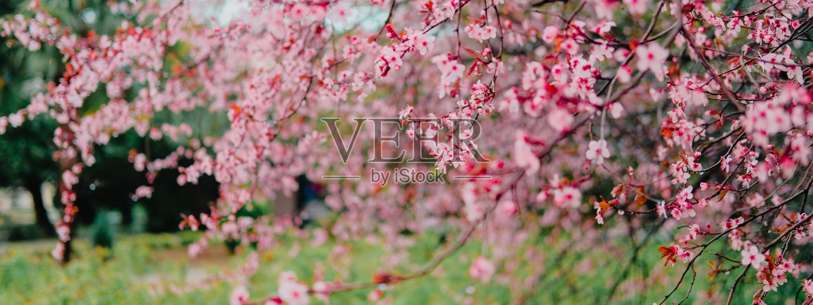 春天开花。粉红色的樱花。照片摄影图片