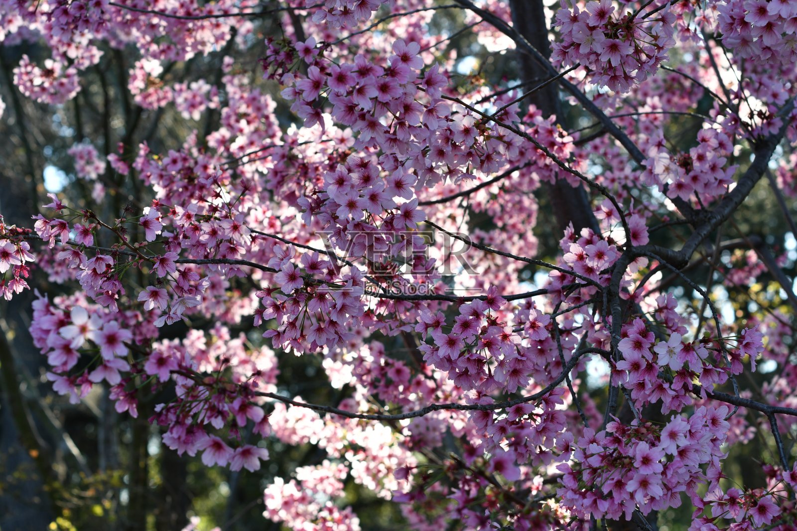 盛开的树与紫色的花照片摄影图片