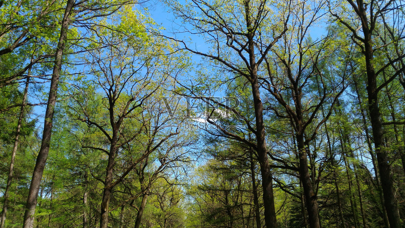 春天天空背景树照片摄影图片